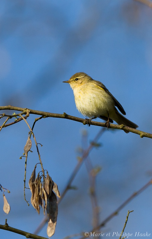 Pouillot veloce 5201_wm.jpg - Pouillot véloce - Common Chiffchaff - Phylloscopus collybita (Alsace, France, avril 2011)